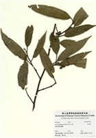 藏品(珍珠蓮)的圖片